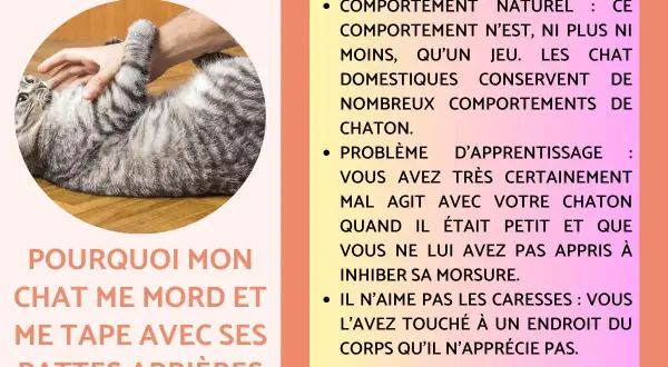 Un chat tigré se roule sur le dos, une main le caresse. Il semble prêt à me pousser avec ses pattes arrières.