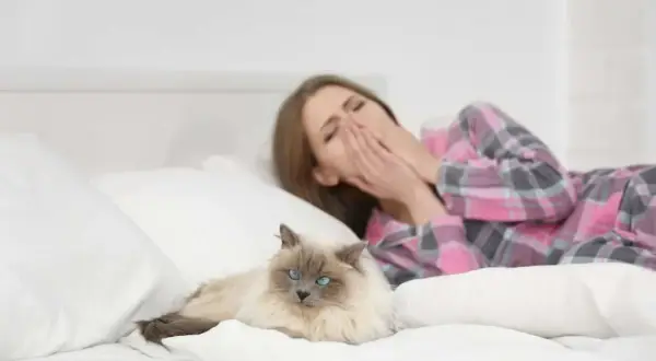 Une femme bâille dans son lit, les mains sur le visage, à côté d'un chat. Peut-on devenir allergique au chat du jour au lendemain ?