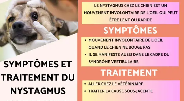 Un chien examiné pour le nystagmus, un mouvement involontaire de l'œil, parfois lié au syndrome vestibulaire. Le traitement implique une visite vétérinaire.