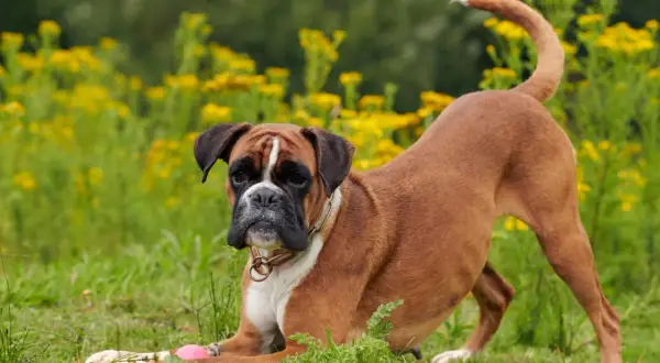 Un adorable boxer chien, en position de jeu, se prépare à attraper une balle rose dans un champ de fleurs jaunes.