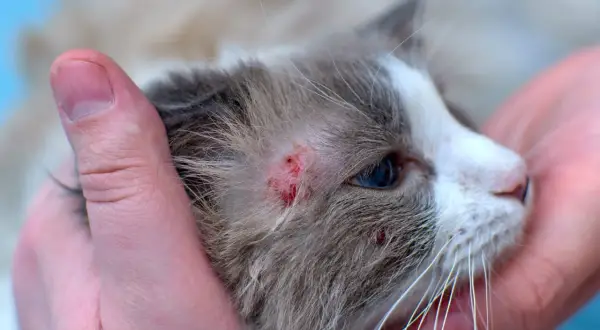 Gros plan sur la tête d'un chat tenu par des mains humaines, révélant une plaque rouge sur son pelage.