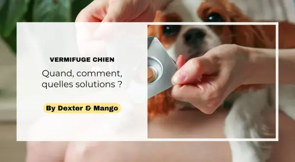 Une main tient une plaquette de vermifuge pour chien, prêt à administrer le traitement.