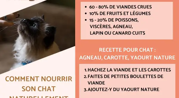 Un chaton siamois regarde une main qui lui tend un aliment. La recette pour chat propose agneau, carotte et yaourt nature.
