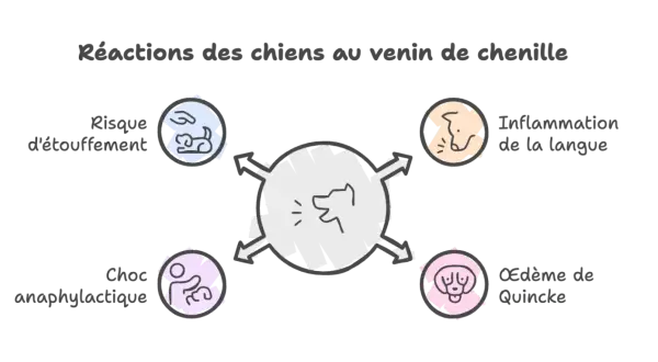 Schéma des réactions du chien au venin de chenille : risque d'étouffement, inflammation langue, choc anaphylactique, œdème de Quincke. Temps de réaction à surveiller.