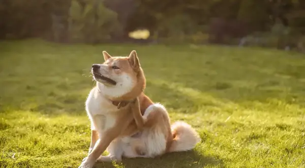 Un Shiba Inu se gratte la patte, peut-être à cause d'allergies alimentaires chez le chien. La lumière du soleil illumine l'herbe verte.