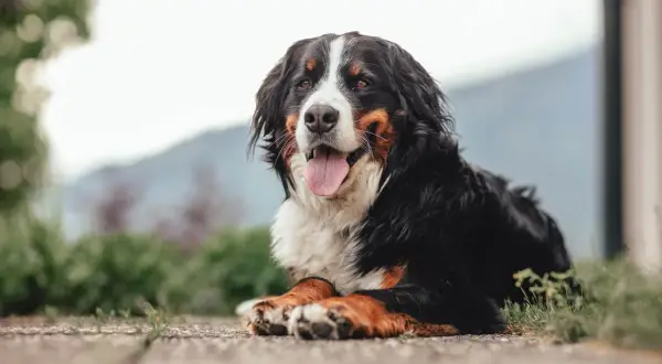Magnifique bouvier bernois au poil long, langue sortie, profitant d'un moment de détente. Une alimentation adaptée est essentielle pour sa santé.