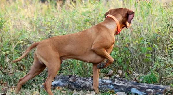 Un chien braque roux, portant un collier orange, est à l'affût dans l'herbe haute près d'une souche d'arbre.