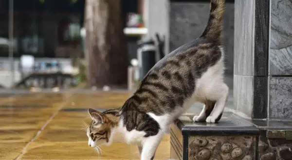 Chat tigré, le nez au sol, semble chercher une odeur qui attire les chats pour faire pipi. Il est sur un muret extérieur.