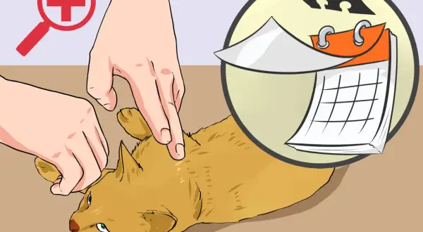 Mains examinant un chat, avec un symbole de loupe et un calendrier. Il est temps de désinfecter la plaie du chat.