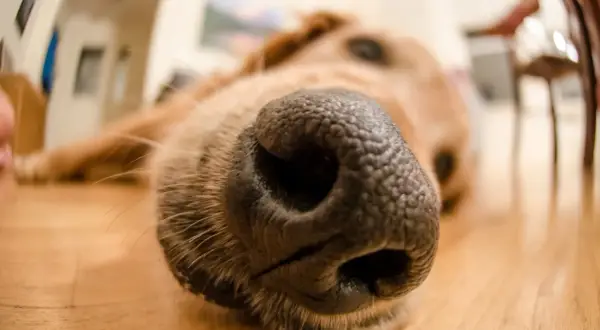 Un gros plan sur le museau d'un chien. Une astuce de grand-mère pour l'odeur du chien : le brosser régulièrement !