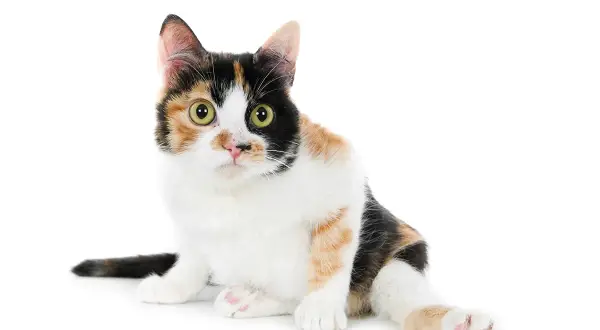 Chatte tricolore aux grands yeux verts, assise, prête à être prise dans les bras. Comment porter un chat ? Doucement !