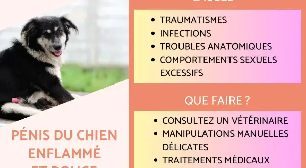 Un chien noir et blanc a le pénis enflammé et rouge. L'image liste les causes et les actions à entreprendre.
