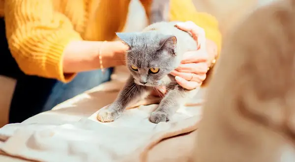 Un chat gris aux yeux jaunes semble désorienté, ses pattes avant tendues. Une personne le tient doucement, peut-être après une crise d'épilepsie.