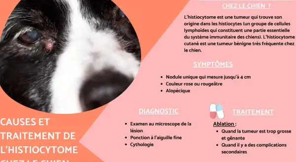 Gros plan sur le visage d'un chien avec une petite lésion près de l'œil. Le texte explique les causes et le traitement de l'histiocytome chez le chien.