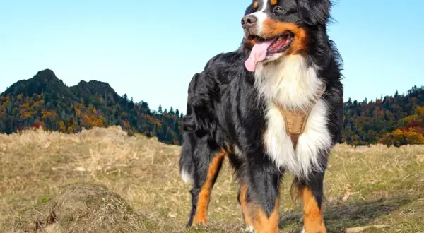 Un bouvier bernois, en pleine nature, profite du paysage automnal. Il est important de connaître de quoi meurt un bouvier bernois pour prendre soin de lui.