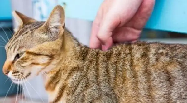 Une main caresse le dos d'un chat tigré brun. Le chat semble apprécier ce moment de tendresse.