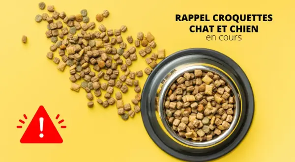 Attention ! Rappel : peut-on donner des croquettes pour chat à un chien ? Des croquettes pour animaux sont éparpillées et dans une gamelle.