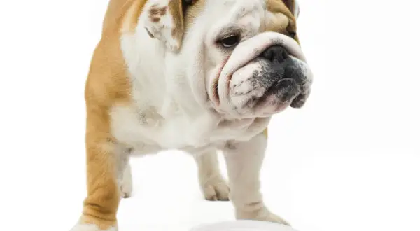 Bouledogue anglais boudeur devant sa gamelle vide. On dirait que mon chien fait des caprices pour manger.