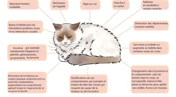 Un chat aux poils longs, aux yeux mi-clos, montre des signes de douleur. Attention, certaines plantes comme le calla sont toxiques pour les chats.