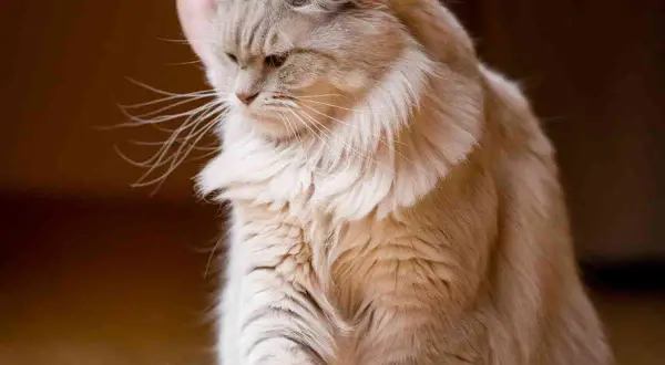 Un chat aux longs poils clairs, l'air pensif. Peut-on laisser un chat seul 15 jours ? Il semble attendre son maître.