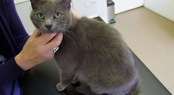 Un chat gris aux yeux verts, qui semble inquiet, est tenu par une main. Mon chat ne bouge plus, il est chez le vétérinaire.