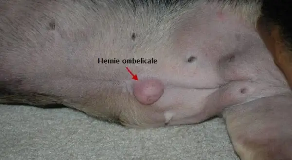 Gros plan sur le ventre d'un chien, montrant une hernie ombilicale, une petite protubérance rose près du nombril.