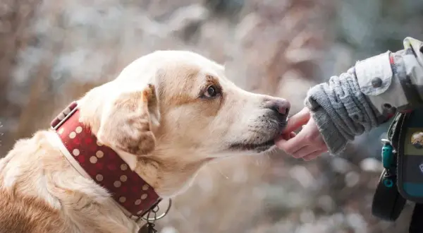 Un chien timide, mon chien a peur de tout, accepte une friandise d'une main bienveillante.