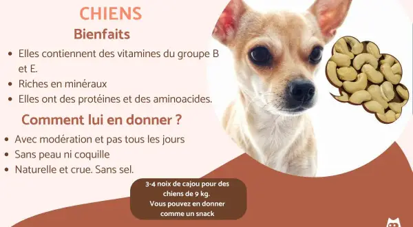 Un petit chien regarde des noix de cajou. L'image explique les bienfaits des noix de cajou pour les chiens.