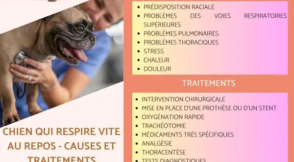 Un bouledogue français est examiné par un vétérinaire. L'image liste les causes et traitements de la détresse respiratoire chez le chien, un symptôme à ne pas ignorer.