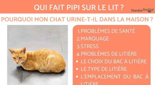 Un chat roux regarde fixement, l'air inquiet. Le texte explique pourquoi mon chat fait pipi sur mon lit : problèmes de santé, marquage, stress, litière.