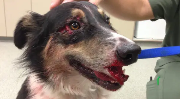 Chien blessé au visage, possible traumatisme cranien. Saignements importants autour des yeux et de la gueule.