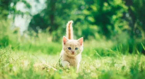 Un adorable chaton roux aux yeux bleus court dans l'herbe verte. Il semble que mon chat me suit partout, même dans la nature.