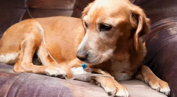 Chien brun pâle allongé, recevant une perfusion intraveineuse. Il semble fatigué, peut-être souffrant de la maladie de Crohn.