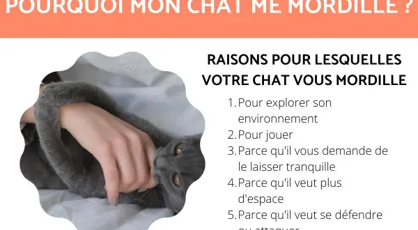 Un chat gris câlin mordille doucement la main de sa propriétaire. Le texte explique pourquoi mon chat me mordille.