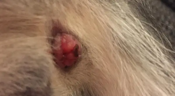 Gros plan sur un chat anus rouge, une petite excroissance est visible au milieu de la fourrure.