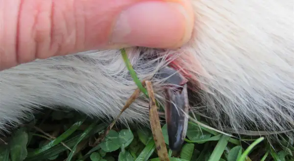 Gros plan sur une griffe cassée de chien, sans saignement visible, tenue par un doigt. Le poil blanc du chien est visible, ainsi que de l'herbe verte.