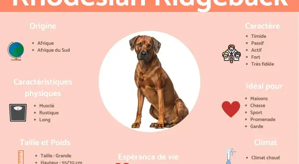 Rhodesian Ridgeback : chien musclé, rustique, de grande taille (55-70 cm, 25-45 kg), originaire d'Afrique du Sud. Idéal pour la chasse et le sport.