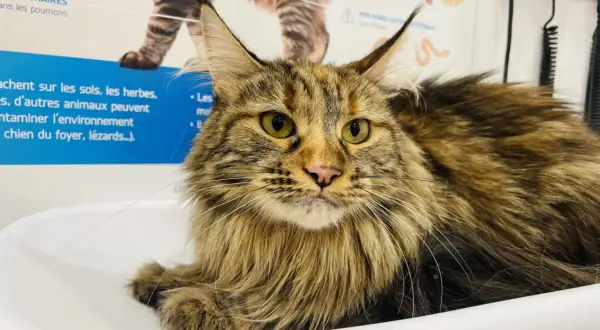 Gros chat Maine Coon aux yeux verts, possiblement atteint d'hyperthyroïdie, dont l'alimentation est surveillée.