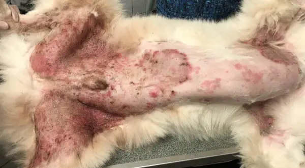 Chien souffrant d'une sévère allergie poil de chien, avec une peau rouge et irritée sur le ventre et les pattes.