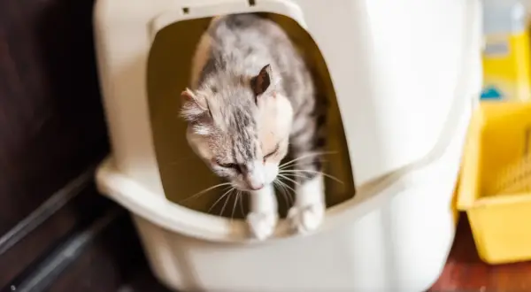 Un chat tigré, visiblement inquiet, est dans sa litière. Il semble être un chat qui urine beaucoup, peut-être à cause d'un problème de santé.