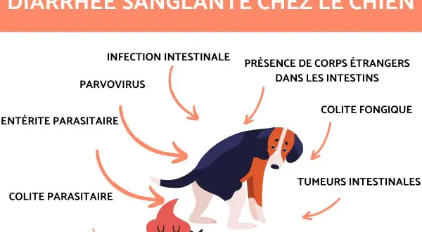 Un chien triste a du sang dans les selles, causé par diverses affections intestinales comme le parvovirus ou des corps étrangers.