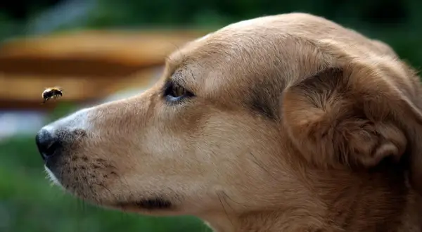 Un chien regarde une abeille volante. L'image évoque l'inquiétude d'un œdème de Quincke chez le chien, dont la durée peut varier.