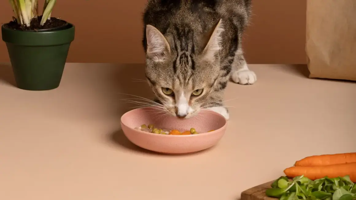 Un chat tigré renifle sa gamelle rose remplie de nourriture, où l'on distingue des petits pois et des carottes.