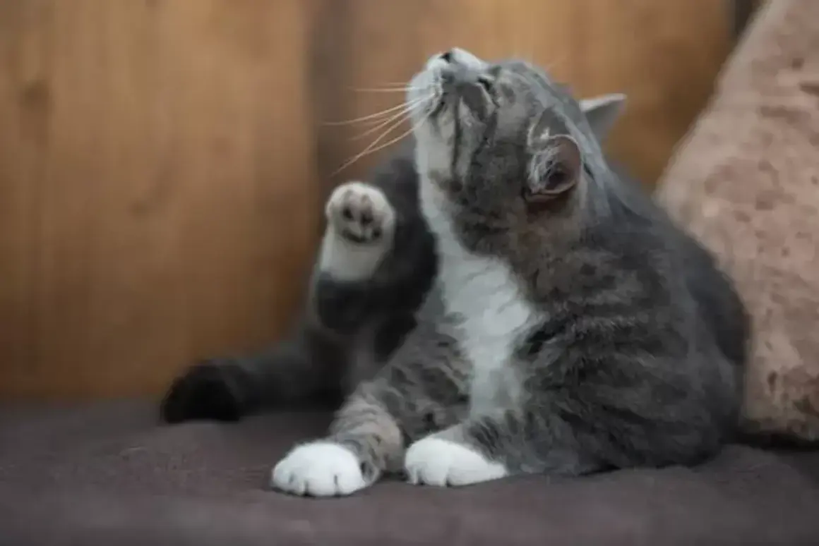 Mon chat secoue la tête, une patte levée pour se gratter l'oreille. Il est assis sur un canapé marron.