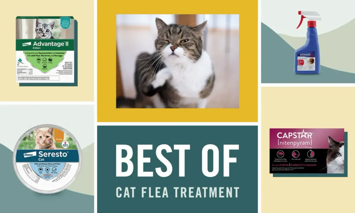 Produits anti-puces pour chats : découvrez en combien de temps agit une pipette anti-puce chat. Divers traitements présentés.