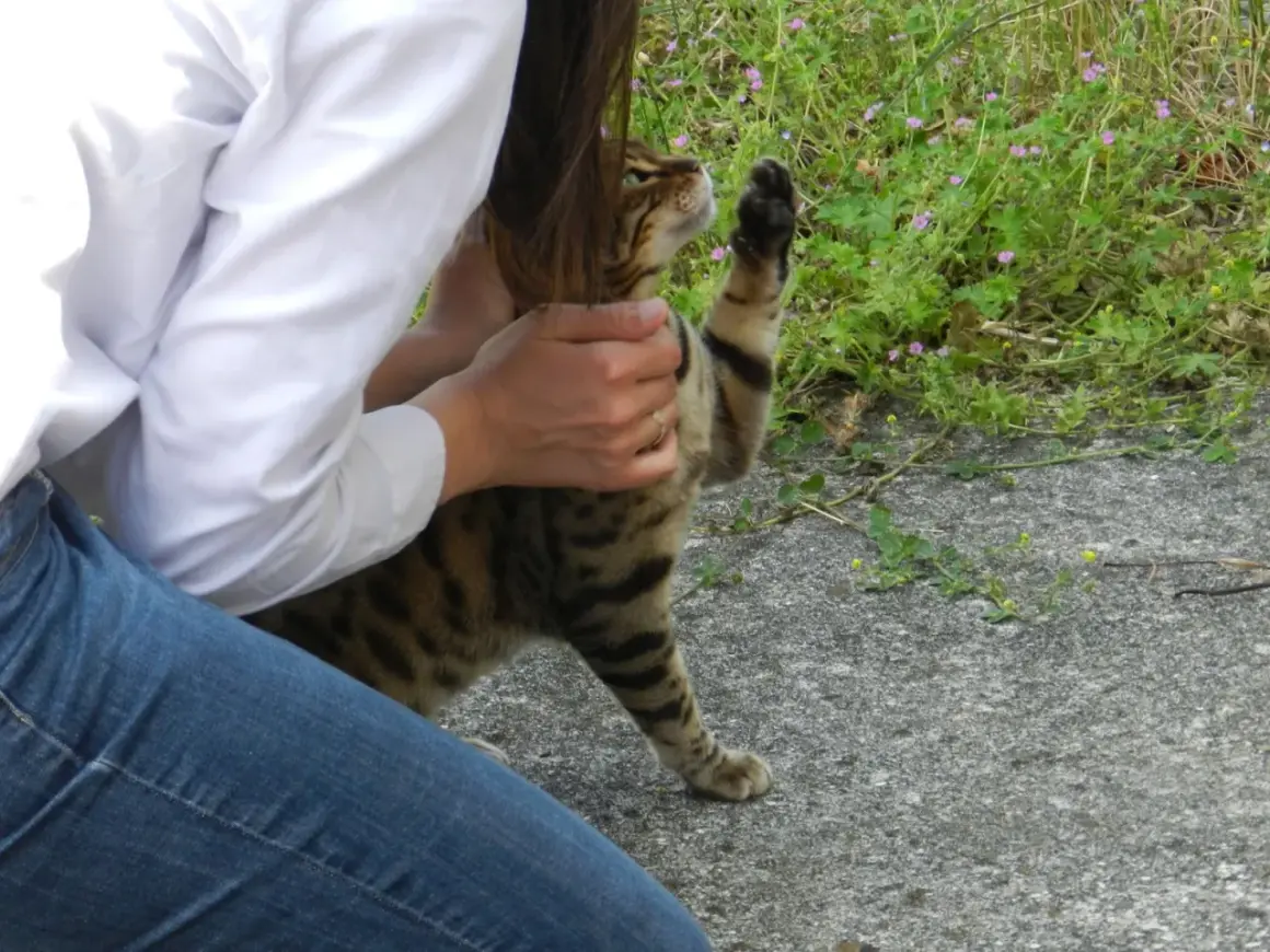 Une personne en jean et chemise blanche caresse un chat tigré. La patte du chat est levée, comme pour demander plus d'attention. Une belle illustration de comment apprivoiser un chat.