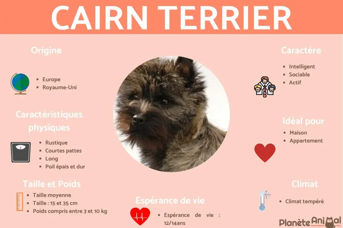 Portrait d'un Cairn Terrier, chien au caractère intelligent, sociable et actif, originaire d'Europe.