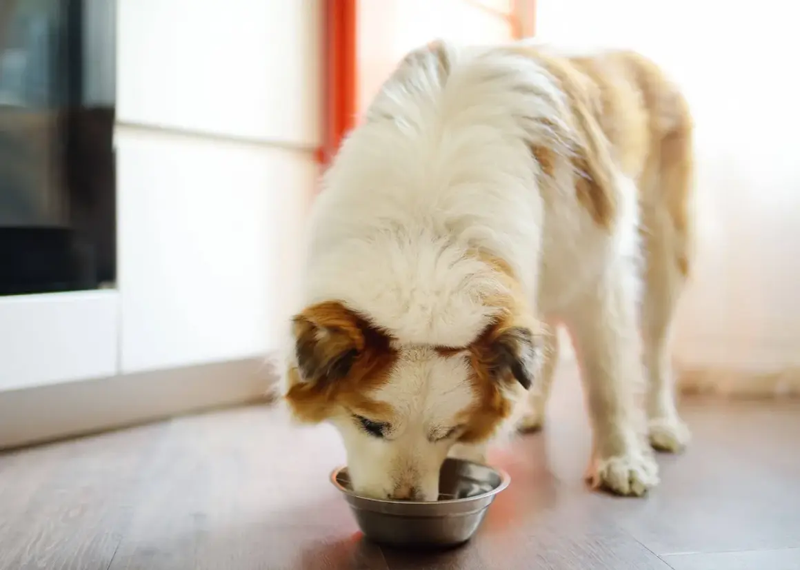 Un chien mange dans sa gamelle. Il a l'air affamé, mon chien mange trop vite !