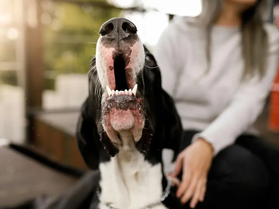 Gros plan sur un chien qui aboie, gueule ouverte, dents visibles. Une personne est assise à côté.