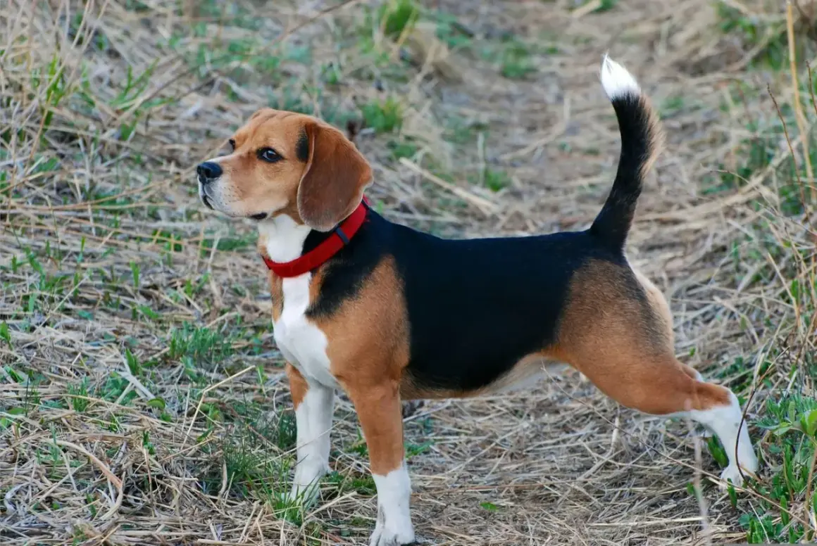 Beagle tricolore avec un collier rouge, curieux de savoir à quel âge un beagle se calme.